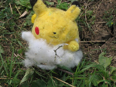 2005 Jun Pincachu